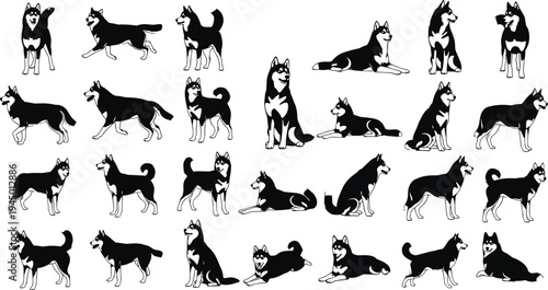 Siberian husky dog silhouette collection with different poses standing sitting walking and lying pet animal vector illustration set