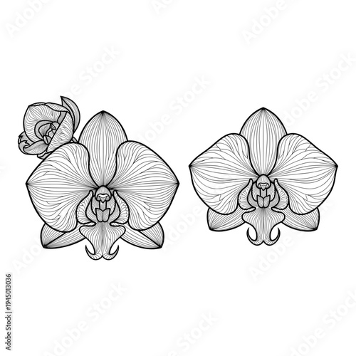 Detailed botanical sketch of two elegant orchid flowers in profile view Vector, illustration