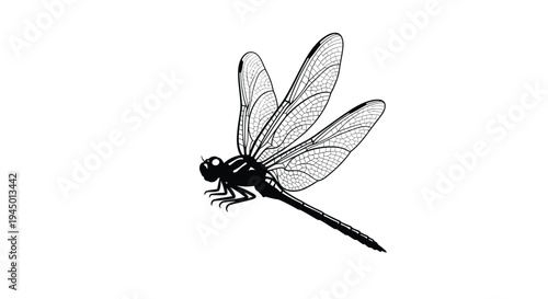 Black dragonfly vector illustration