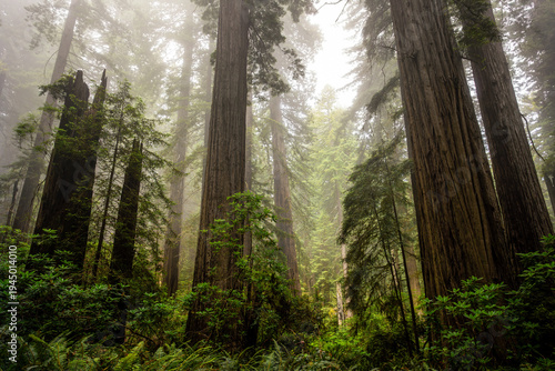 Deep Fog in the Redwoods, Del Norte Coast Redwoods State Park, Redwoods National Park, California