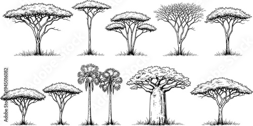 African Savanna Tree Vector Illustration Set Featuring Hand Drawn Line Art Silhouettes of Acacia Baobab and Palm Trees Isolated on White Background