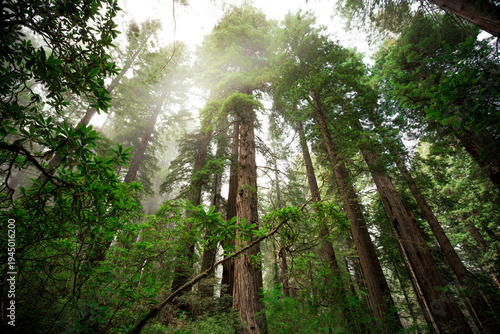 Redwood Giants Rising in the Fog, Del Norte Coast Redwoods State Park, Redwoods National Park, California