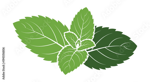 A vibrant illustration of fresh mint leaves with varying shades of green a botanical silhouette