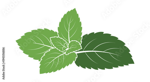 A vibrant stylized sprig of mint leaves depicted in a bold graphic silhouette high quality professional