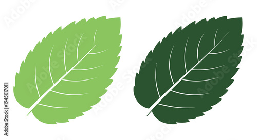 Two vibrant leaves one light green and one dark green presented as a striking silhouette