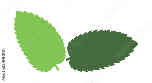 Two vibrant mint leaves are displayed one brightly colored and one as a dark silhouette