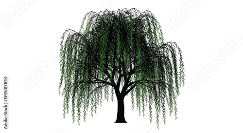 A digitally rendered weeping willow tree against a white background