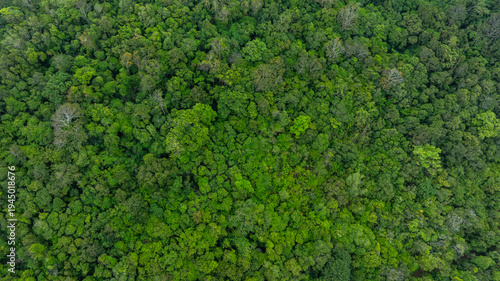 Aerial top view of mixed lush green tropical forest and jungle trees. cinematic nature landscape background for concept is about conservation and natural reforestation	
