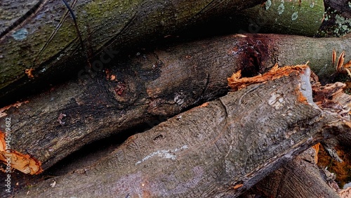 Wallpaper Mural Close up of piled cut wood logs with rough bark texture. Natural timber background for forestry, woodworking, and renewable energy industry themes Torontodigital.ca