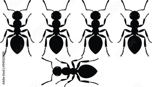 Collection of detailed black ant silhouettes from a top view perspective including worker insects and colony pests, cad drawing flat vector illustration, nature icons