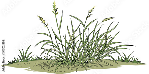 Natural grass turf element isolated, symbol of fresh environment and outdoor beauty.