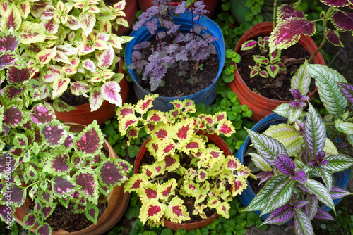 Φωτογραφία Coleus ornamental plants with their color variations, unique leaf patterns, rectangular stems and serrated leaf edges are used to beautify gardens because they are easy to care for