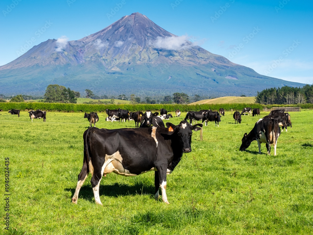 Fototapeta premium Mount Transkei (Mt Egmont) in New Zeald with dairy cows in the foreground
