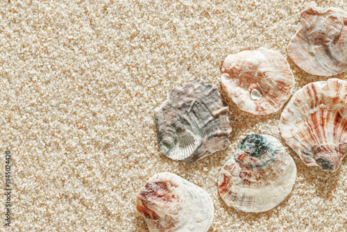 Colored Shells summer pattern on sandy beach, aesthetic nature still life, organic shapes, beauty nature background. Closeup seashells at Soft lighting, warm tones create natural, beachy mood