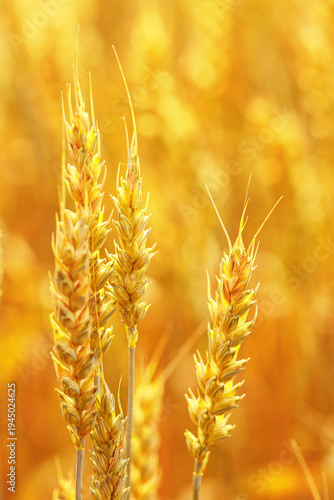 Wheat ears in field close up at sunlight, crops nature background. Golden yellow ripe wheat, rich harvest in agricultural field. Beautiful Rural Scenery at sunset. Soft focus blurred space for text.