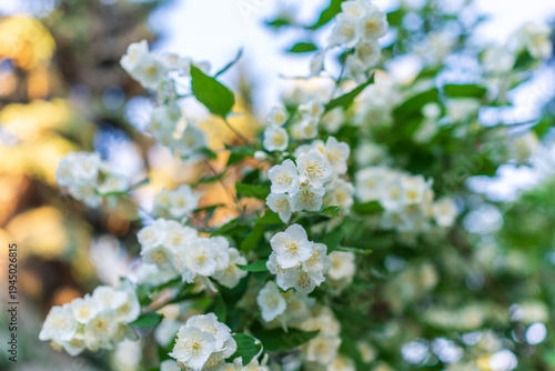 Mock Orange Philadelphus coronarius shrub flowering in spring
