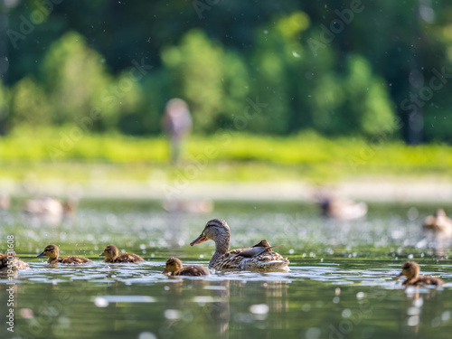 A family of ducks, a duck and its little ducklings are swimming in the water. The duck takes care of its newborn ducklings. Mallard, lat. Anas platyrhynchos
