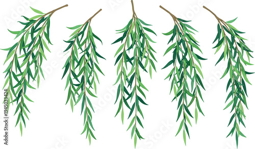 Willow tree branch illustration set with hanging green leaves isolated on white background, botanical nature design for garden decoration, landscape themes and natural elements
