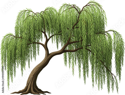 Detailed weeping willow tree vector illustration with long hanging green leaves and curved brown trunk isolated on white background for nature landscape desig