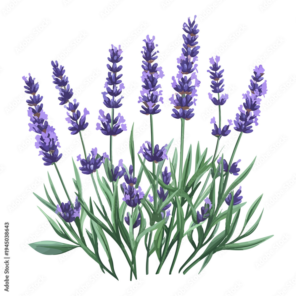 Fototapeta premium lavender season, lavender, festival, vector, transparent background, nature, purple, plant, beauty, violet, herb