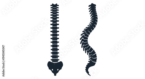 A comparative view of a straight and curved spine presented as a striking silhouette high quality