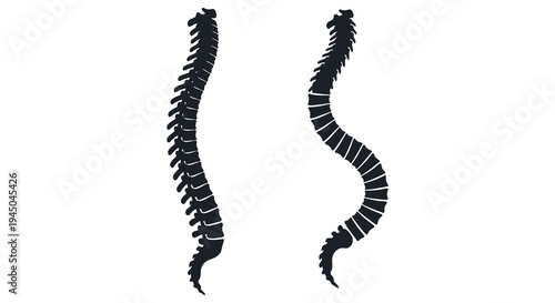 Anatomical illustration displaying two human spinal columns in a striking black silhouette high quality professional detailed
