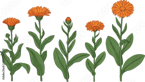 Calendula flower botanical illustration set with orange blossoms and green leaves isolated on white background, medicinal plant design for herbal themes, gardening and nature graphics
