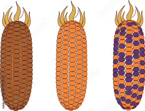 Corn cob illustration set with different maize varieties isolated on white background, colorful agricultural crop design for farming, food production, harvest and botanical themes