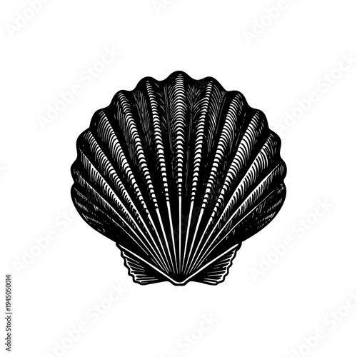 A detailed black and white woodcut style illustration of a scallop seashell with prominent ridges and a classic fan shape, isolated on a white background.