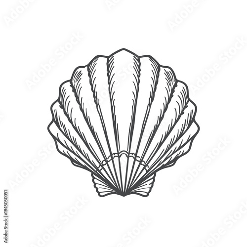 A detailed, hand-drawn illustration of a single, open scallop seashell.