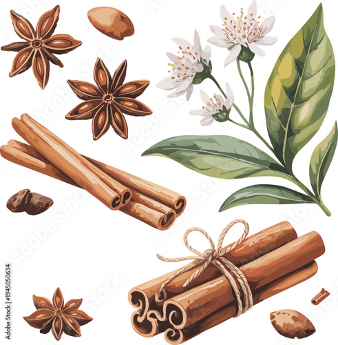 Cinnamon sticks, star anise, nutmeg and herbal leaves botanical spice illustration set, aromatic cooking ingredients vector isolated background