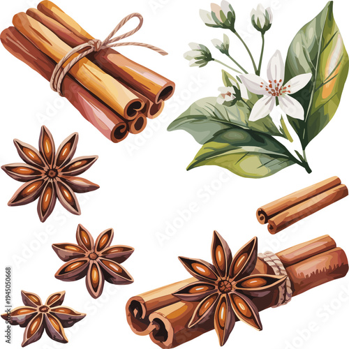 Cinnamon sticks, star anise spices and cinnamon flower with leaves botanical spice set detailed food ingredient vector illustration