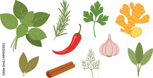 Herbs and Spices Botanical Vector Collection Basil Rosemary Parsley Ginger Garlic Chili Cinnamon Dill Sage Natural Cooking Ingredients Illustration Set
