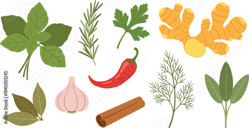Herbs and Spices Botanical Vector Set Basil Rosemary Parsley Ginger Garlic Chili Cinnamon Dill Sage Fresh Natural Cooking Ingredients