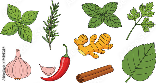 Herbs and Spices Botanical Vector Set Basil Rosemary Mint Parsley Ginger Garlic Chili Cinnamon Leaves Natural Cooking Ingredients Collection