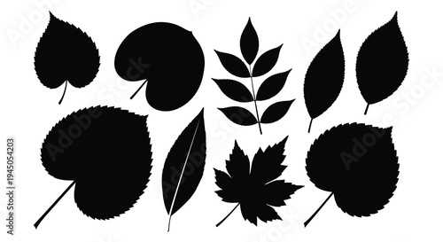 A collection of diverse leaf shapes presented in a striking black silhouette high quality professional detailed