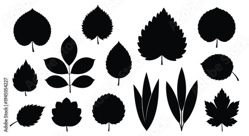 A collection of diverse leaf shapes presented in a striking black silhouette high quality professional detailed