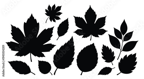 A collection of various leaf shapes displayed in a stark black silhouette high quality professional detailed