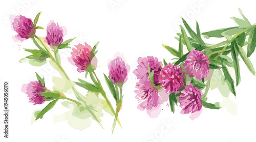 Beautiful pink clover flowers with green leaves on transparent background