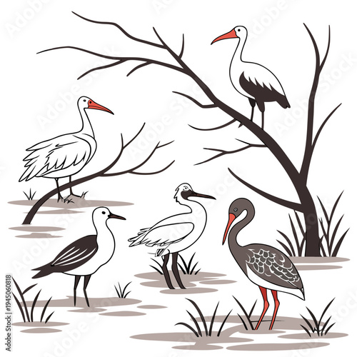 Of storks and birds in a wetland nature wildlife