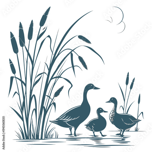 Teal ducks and cattails by water white background