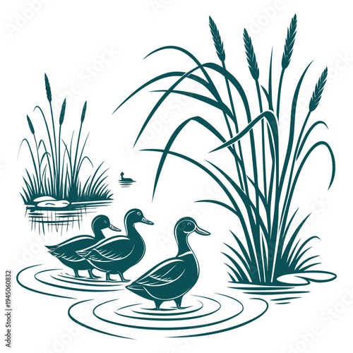 Teal ducks in water with plants white background
