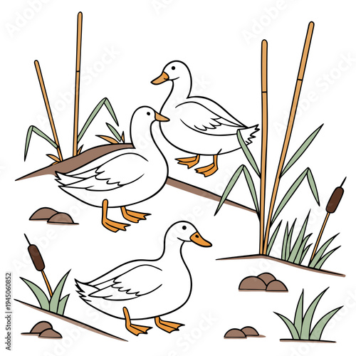 White ducks and cattails nature wildlife birds