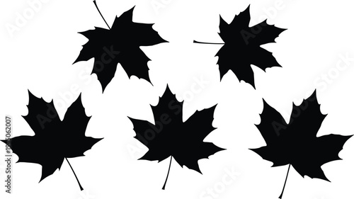 Black silhouette maple leaves vector illustration, autumn nature design, decorative foliage art, seasonal element, botanical leaf shape, natural pattern, graphic artwork