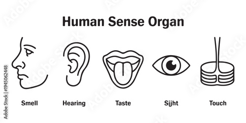 Human sense organ icons for smell, hearing, taste, and touch on white background