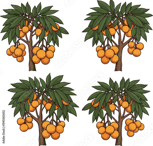Set of Four Tropical Orange Fruit Trees with Lush Green Leaves, Botanical Vector Illustration Isolated on White for Agriculture