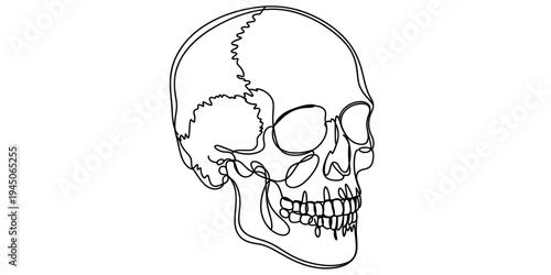 Human skull side view continuous line vector illustration anatomy outline