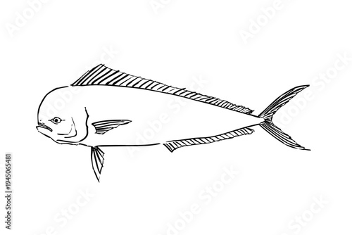 mahi mahi dolphinfish ink brush illustration, japanese fish line art vector