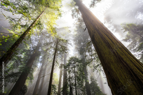 Sunrise Above the Foggy Redwoods, Del Norte Coast Redwoods State Park, Redwoods National Park, California