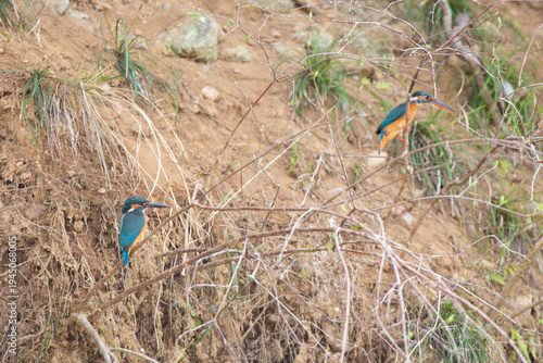 Male and female Kingfishers (Alcedo atthis) resting on a riverside twig in Japan.